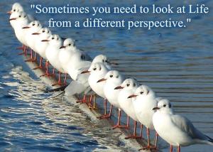change potential perspective gulls