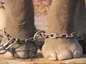 mindset-elephant-chain